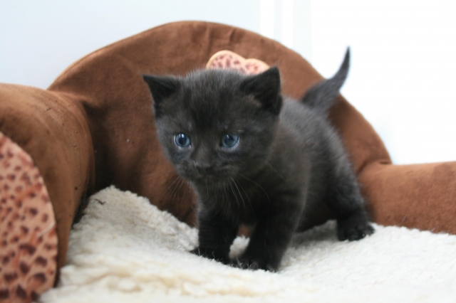 Furry Tails.jpg Furry Tails.jpg